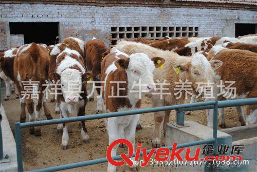 常年出售純種肉牛犢西門(mén)塔爾牛原始圖片3