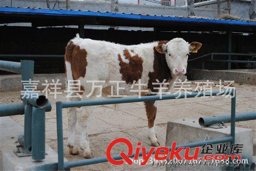 常年出售純種肉牛犢西門(mén)塔爾牛