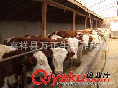 常年出售牛成品牛山東濟(jì)寧萬勝牛羊養(yǎng)殖基地