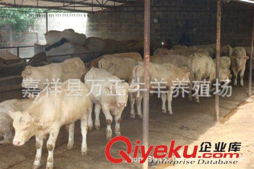 養殖肉牛的技術指導跟蹤服務山東濟寧萬勝牛羊養殖基地
