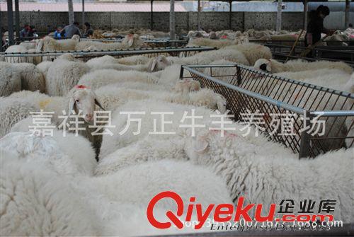 哪里的羊價格便宜山東濟寧萬正牛羊養殖基地