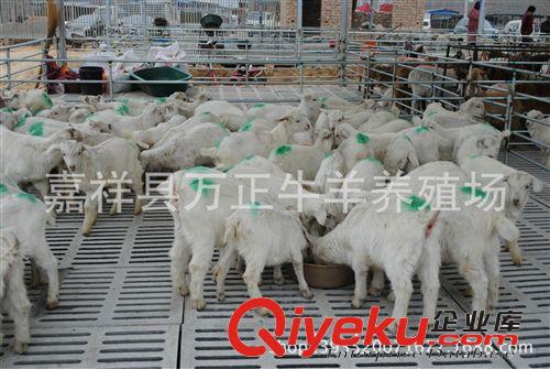 我們這里適應(yīng)飼養(yǎng)那種羊山東萬(wàn)勝牧業(yè)