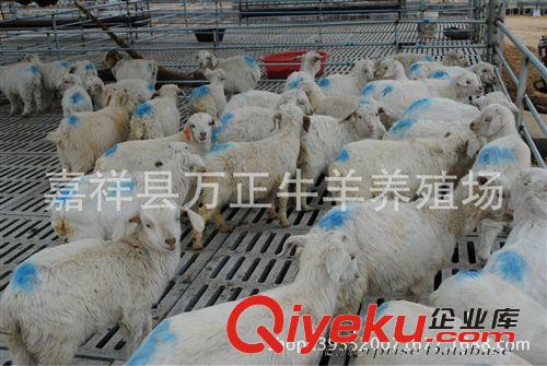 羊痘病的防治方法萬勝牛羊養殖基地