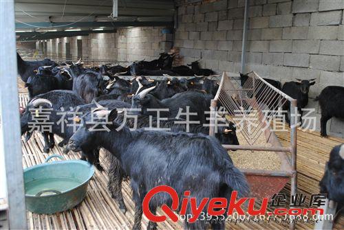黑山羊的養(yǎng)殖技術(shù)指導(dǎo)萬(wàn)正牛羊養(yǎng)殖基地原始圖片2