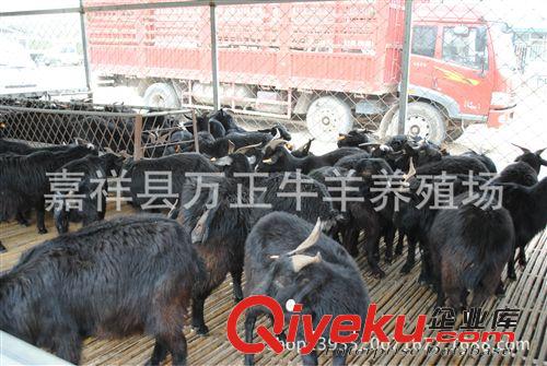 黑山羊的養(yǎng)殖技術(shù)指導(dǎo)萬(wàn)正牛羊養(yǎng)殖基地原始圖片3