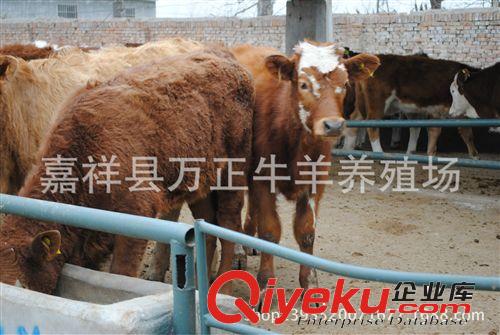 2014 {zh0}的賺錢項(xiàng)目    山東濟(jì)寧萬正牛羊養(yǎng)殖場(chǎng)