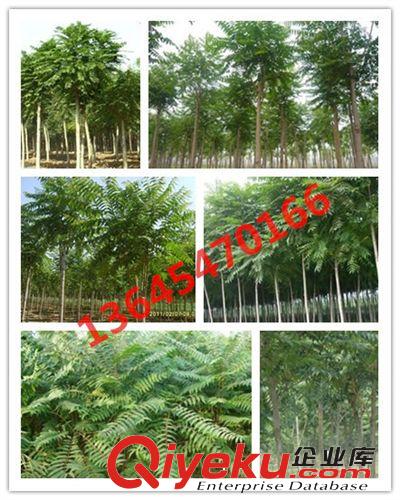 園林綠化苗木大喬木 千頭椿 園林植物供應綠化苗木
