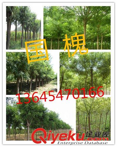 綠化苗木 金枝國槐 金枝槐 造型優美 包成活 品種優 價格低