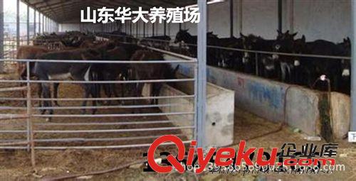 養驢基地大批量處理200斤肉驢
