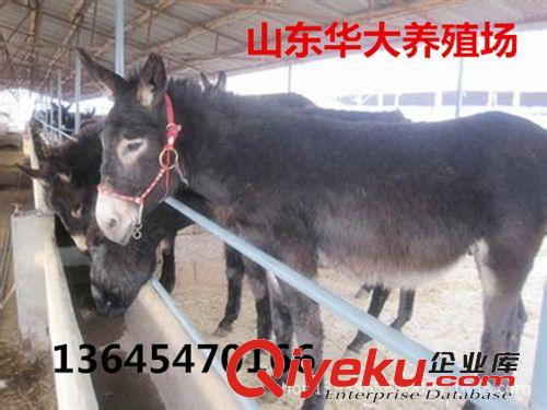 /肉驢多少錢一個/山東肉驢養殖場