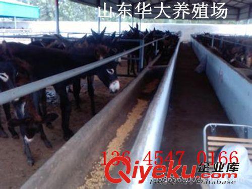 山東大型肉驢養殖場—{zx1}肉驢價格—肉驢飼養成本