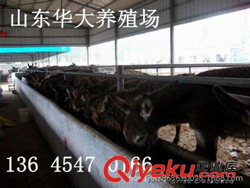 河北肉驢價格 安徽肉驢行情