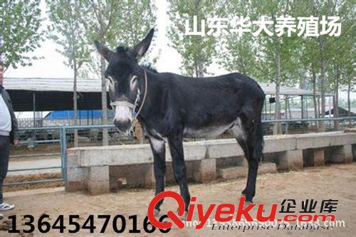 育肥肉驢-成年驢-肉驢【產品回收 免費送貨】