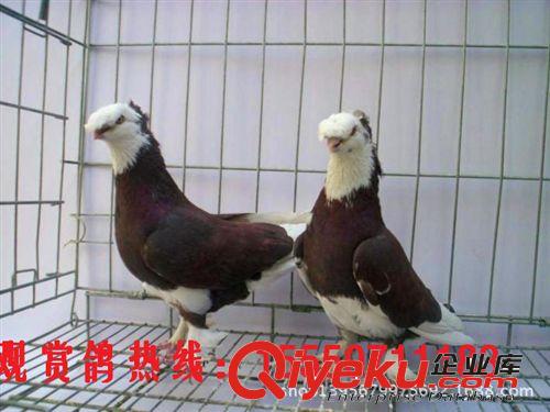觀賞鴿的介紹 元寶鴿子 芙蓉鴿子 養(yǎng)殖技術(shù)圖片