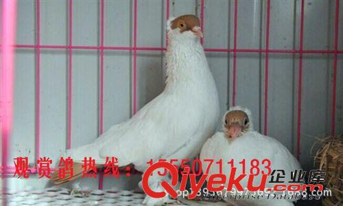 觀賞鴿的介紹 元寶鴿子 芙蓉鴿子 養(yǎng)殖技術(shù)圖片原始圖片2