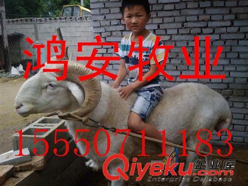 觀賞鴿的介紹 元寶鴿子 芙蓉鴿子 養(yǎng)殖技術(shù)圖片