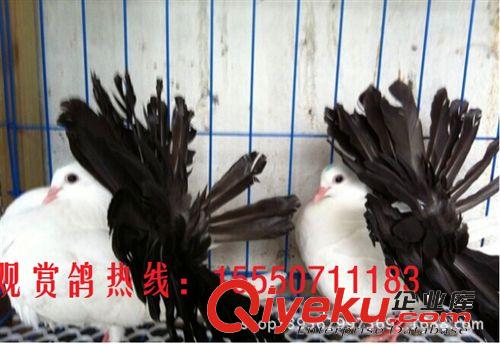 出售白鳳尾鴿子 淑女鴿子 點(diǎn)子鴿子 彎嘴鴿子 短嘴觀賞鴿信鴿子原始圖片2