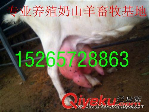 低價出售奶山羊 羊羔 種羊免費運輸15265728863