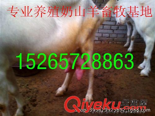 低價出售奶山羊 羊羔 種羊免費運輸15265728863
