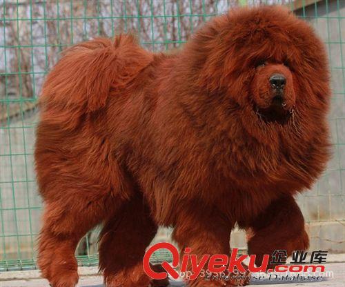 寵物狗 藏獒 藏獒幼犬 藏獒犬 長毛大獅頭藏獒 藏獒養殖技術