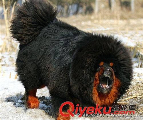 寵物狗 藏獒 藏獒幼犬 藏獒犬 長毛大獅頭藏獒 藏獒養殖技術原始圖片2