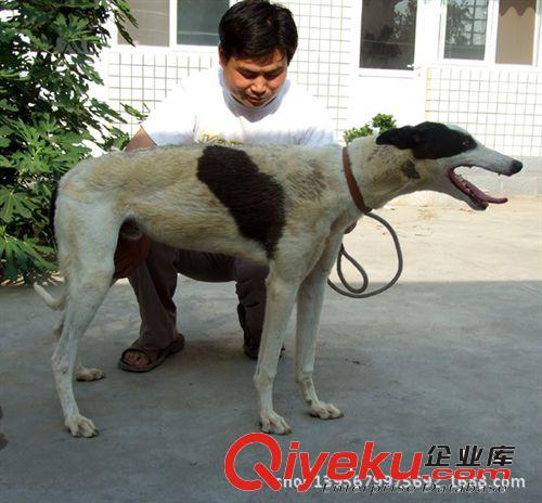 出售靈提犬 格力犬  杜賓犬 牧羊犬 狼青犬 藏獒犬15550711183原始圖片2