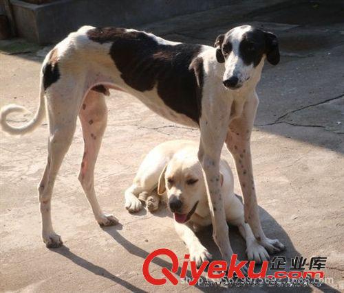 出售靈提犬 格力犬  杜賓犬 牧羊犬 狼青犬 藏獒犬15550711183原始圖片3