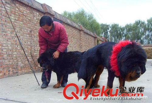 出售西藏原生態(tài)二代藏獒犬 純種獅子頭藏獒幼犬 藏獒養(yǎng)殖技術(shù)