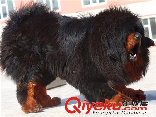 出售西藏原生態二代藏獒犬 純種獅子頭藏獒幼犬 藏獒養殖技術