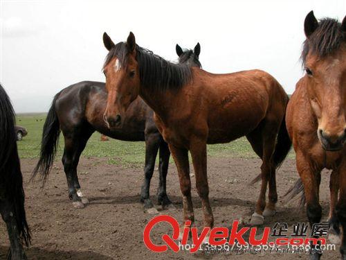 新疆馬 觀賞馬 矮馬 汗血寶馬 馬苗價格 伊犁馬鴻安牧業提供原始圖片2
