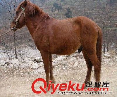 半血馬哪里有賣的山東鴻安養(yǎng)殖場出售汗血寶馬肉馬馬苗原始圖片3