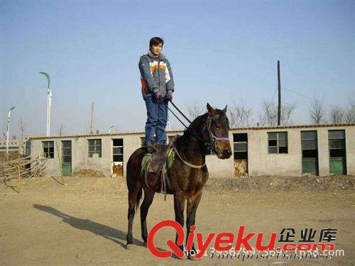 觀賞馬--矮馬--汗血寶馬-伊犁馬 肉馬 馬苗 鴻安牧業提供