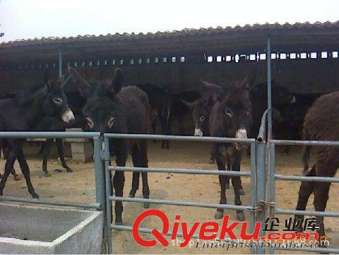 內蒙通遼市肉驢養殖基地低價出售肉驢 驢苗  種驢 小毛驢原始圖片2