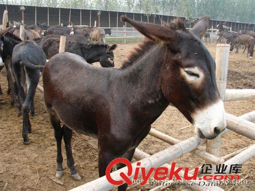 河南養殖場常年出售德州驢 小毛驢 驢苗 肉驢養殖效益分析原始圖片2