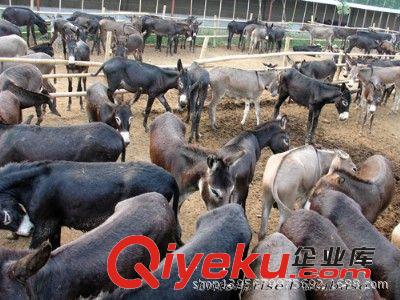 甘肅肉驢養殖基地大量出售肉驢 驢苗 德州驢 肉驢原始圖片3