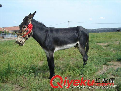 甘肅肉驢養殖基地大量出售肉驢 驢苗 德州驢 肉驢