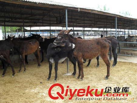 沈陽肉驢養殖場低價出售德州驢 肉驢 驢苗 種驢