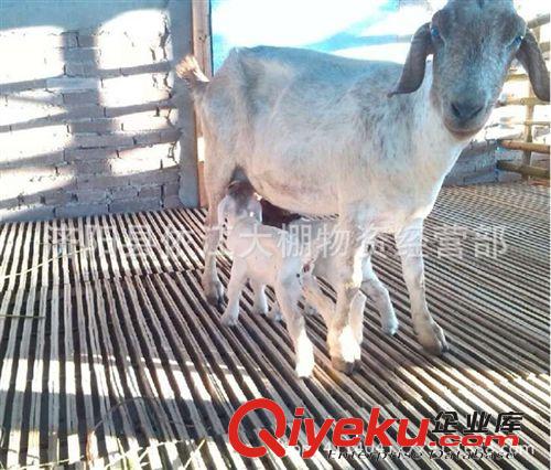 低價出售羊床漏糞板各種規格養殖漏糞板羊漏糞板羊羔產床
