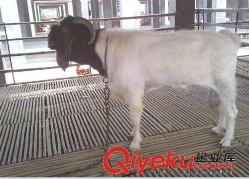 低價出售羊床漏糞板各種規(guī)格養(yǎng)殖漏糞板羊漏糞板羊羔產(chǎn)床