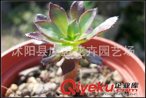 多肉植物盆栽  實拍 吸甲醛 防輻射 黑法師 另售黑王子  紫珍珠原始圖片2