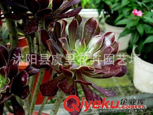 多肉植物盆栽  實拍 吸甲醛 防輻射 黑法師 另售黑王子  紫珍珠原始圖片3