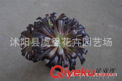 黑法師多肉植物 公辦桌 室內精品花卉 迷你盆栽 凈化空氣 吸甲醛