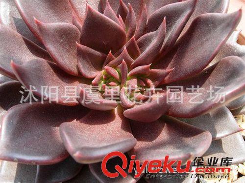 批發tj 多肉植物仙人珊瑚 防磁輻綠植 四季常青 多漿植物