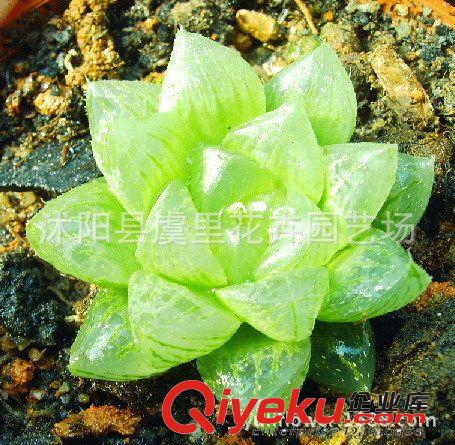 小盆栽仙人多肉植物 玉露 辦公室綠植防輻射 吸甲醛 直徑：5-6CM原始圖片2