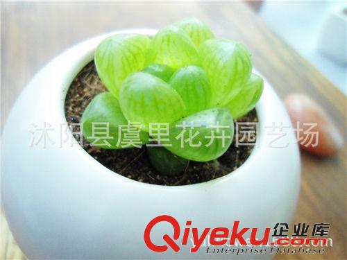 小盆栽仙人多肉植物 玉露 辦公室綠植防輻射 吸甲醛 直徑：5-6CM原始圖片3