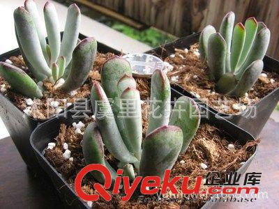 多肉植物盆栽老樁趣味美觀凈化空氣吸甲醛防輻射 福娘原始圖片2