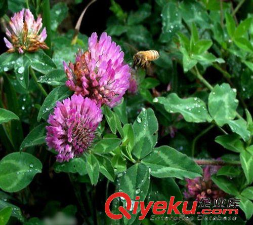 批發進口紅三葉草坪種子紅車軸草發芽率高幸運草