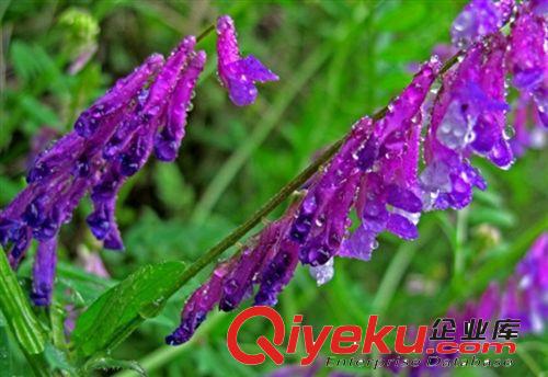 光葉紫花苕子種子毛苕子 箭舌豌豆綠肥種子飼料作物營養(yǎng)豐富