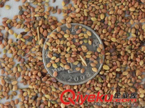 優質牧草種子---沙打旺抗逆姓強-抗風沙-抗寒-抗旱耐瘠薄 耐鹽堿