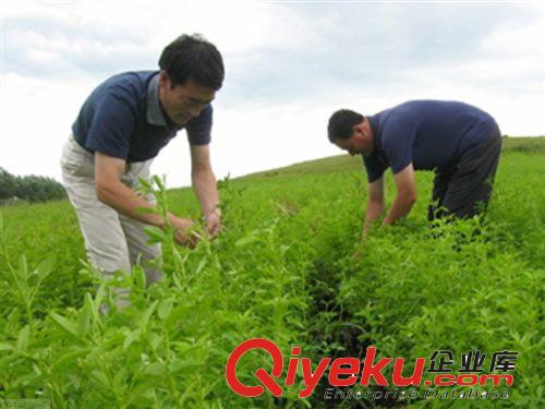 實(shí)體店批發(fā)牧草種子 野苜蓿 草木樨黃花 產(chǎn)量高 優(yōu)質(zhì)高產(chǎn)適口性好原始圖片2